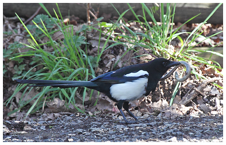 Magpie with Slow worm