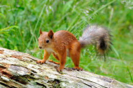 Red Squirrel