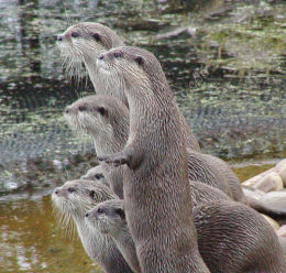 Otters