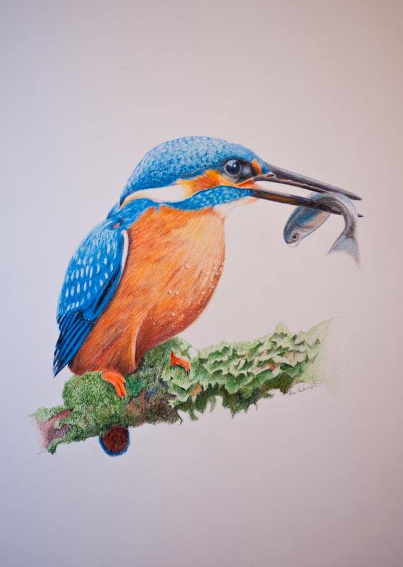 Kingfisher
