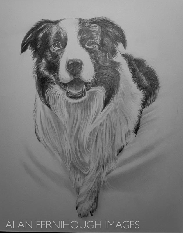 Sheepdog