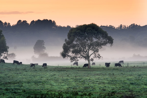 Wingello Cattle