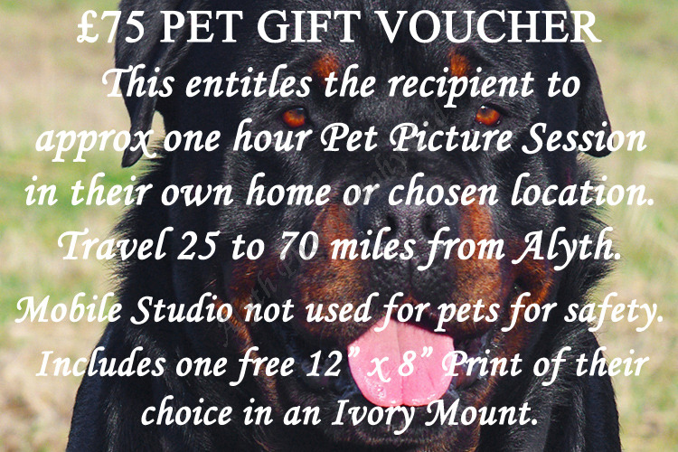 £75-Pet-Voucher