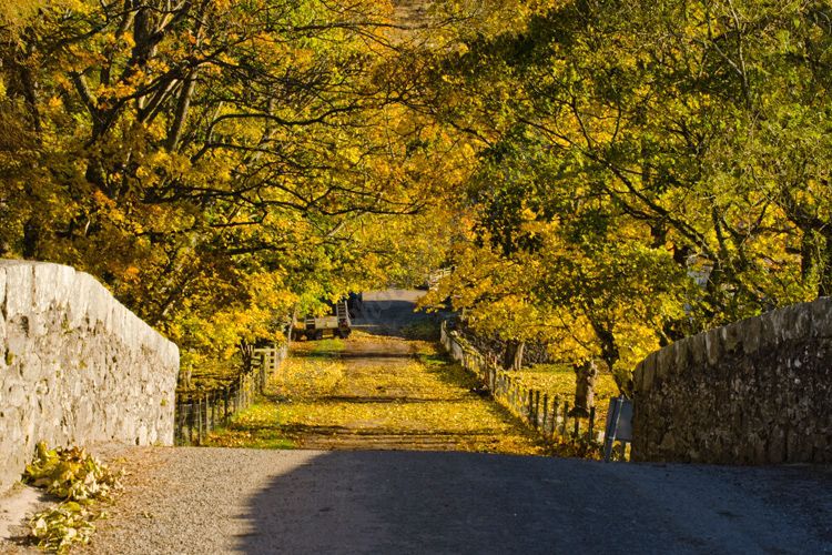 AANWN 4637 Autumn at Brewlands Glenisla