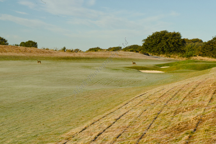 AANWG Deer on 3rd Fairway 4341