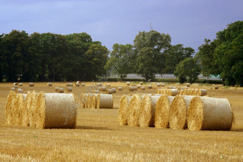 AAPWL 3488X Harvest Bales