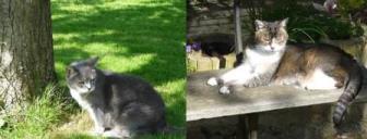 Original photo of Rag and Muffin