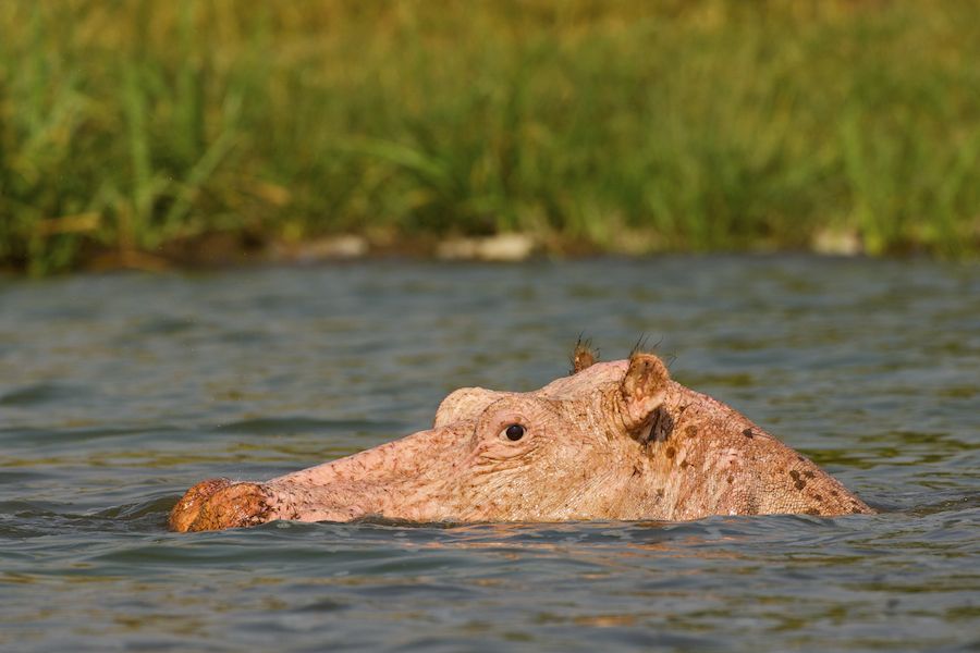Albino Hippo