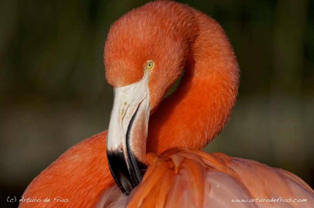 Cuban Flamingo