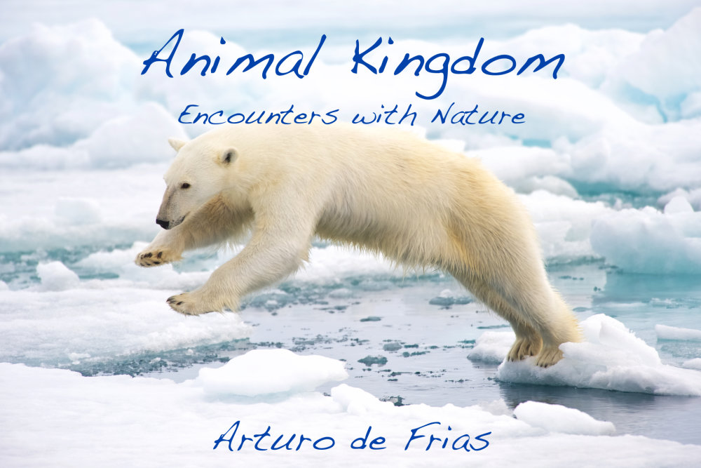 Book Cover - Animal Kingdom