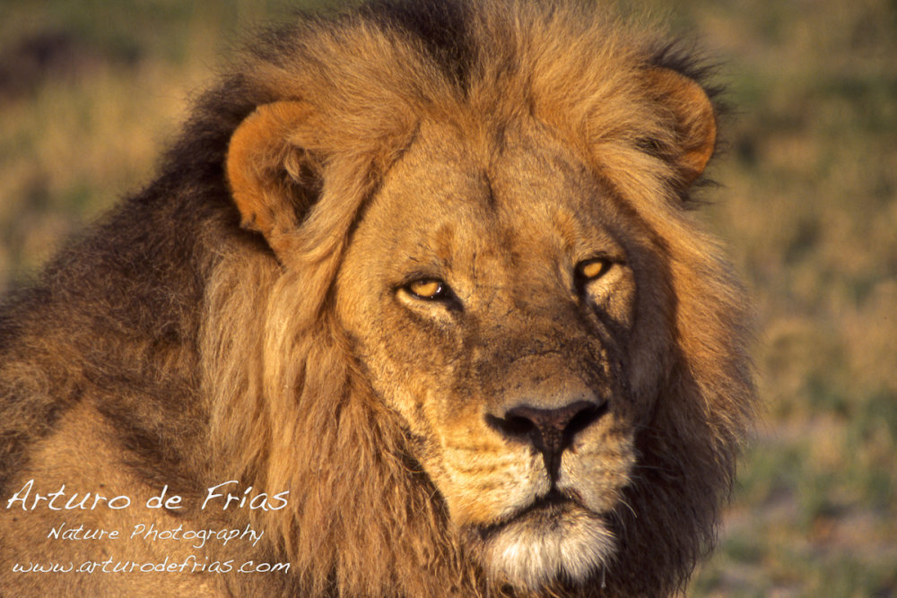 The King