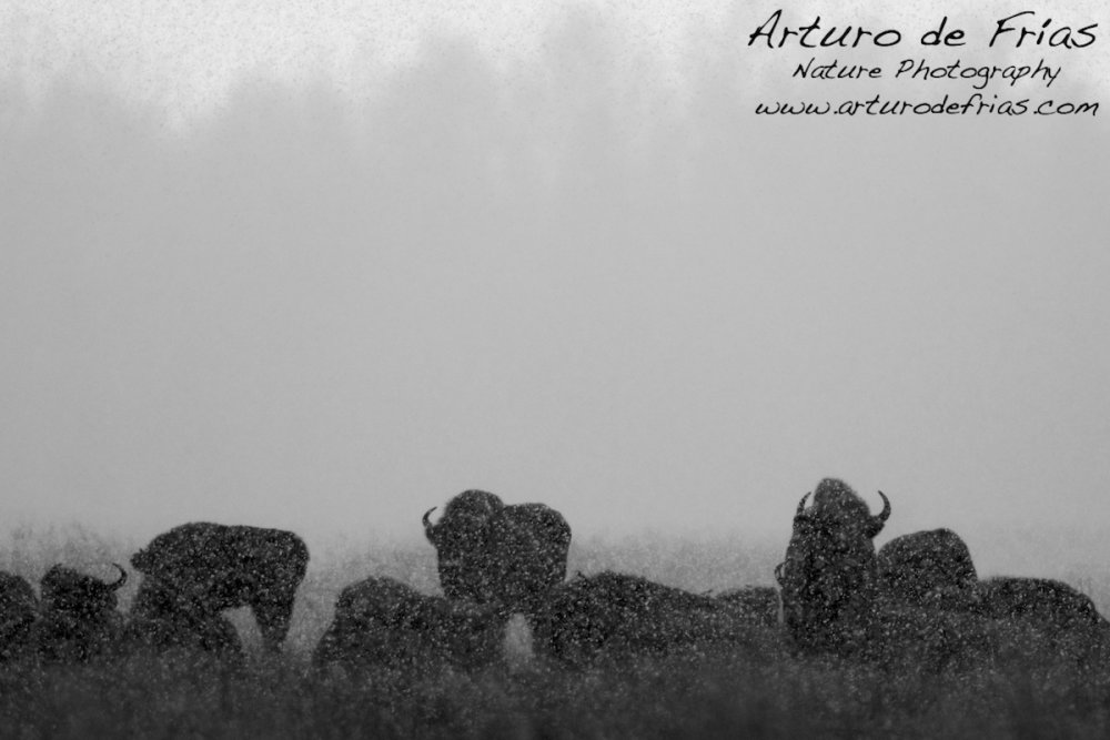 Bisons in the snowstorm