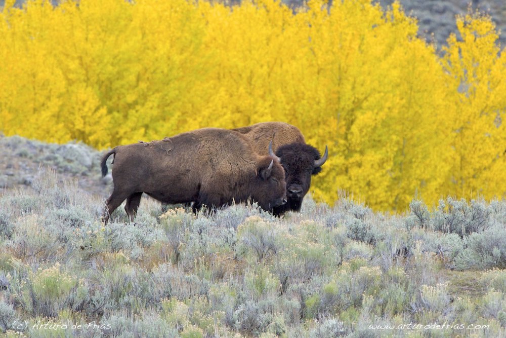 Bison and Fall Colours