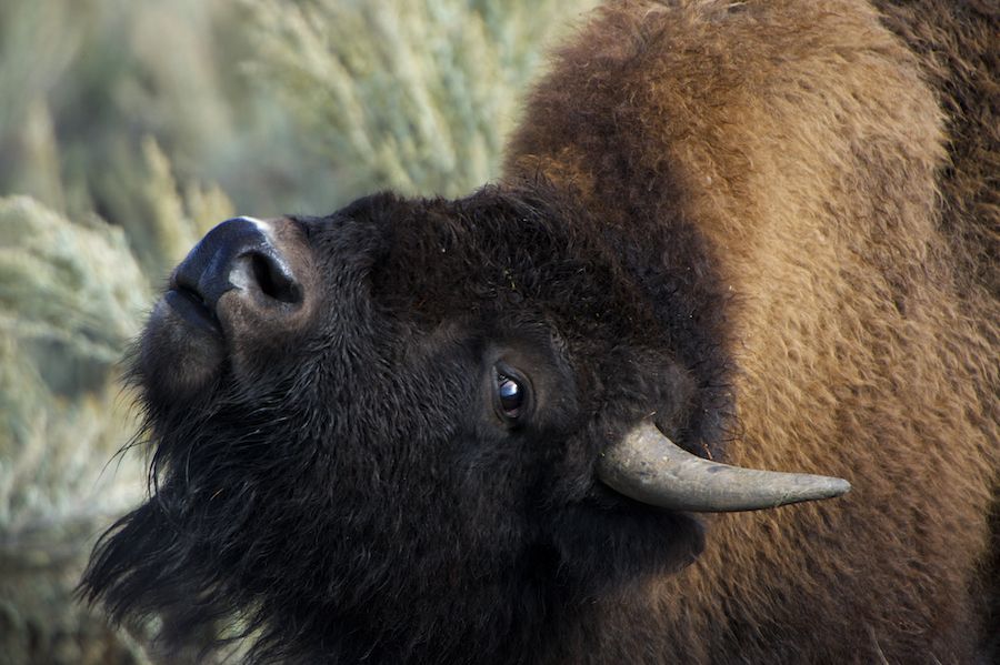 Bison closeup