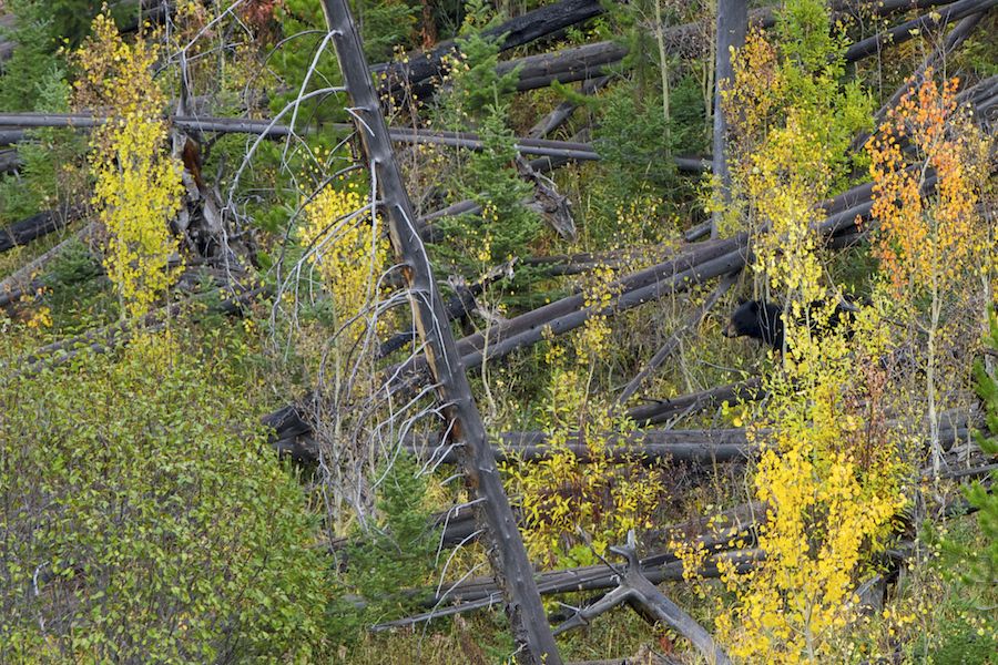 Black Bear hide and seek