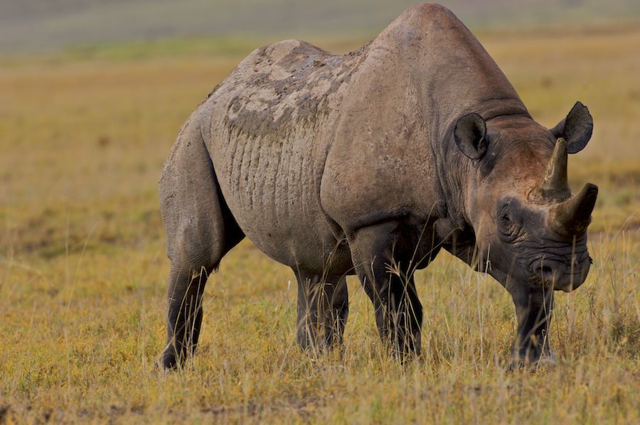 Black Rhino