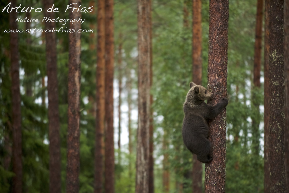 Cub climbing a tree