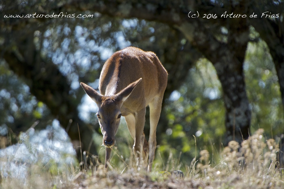Deer Hind from Below