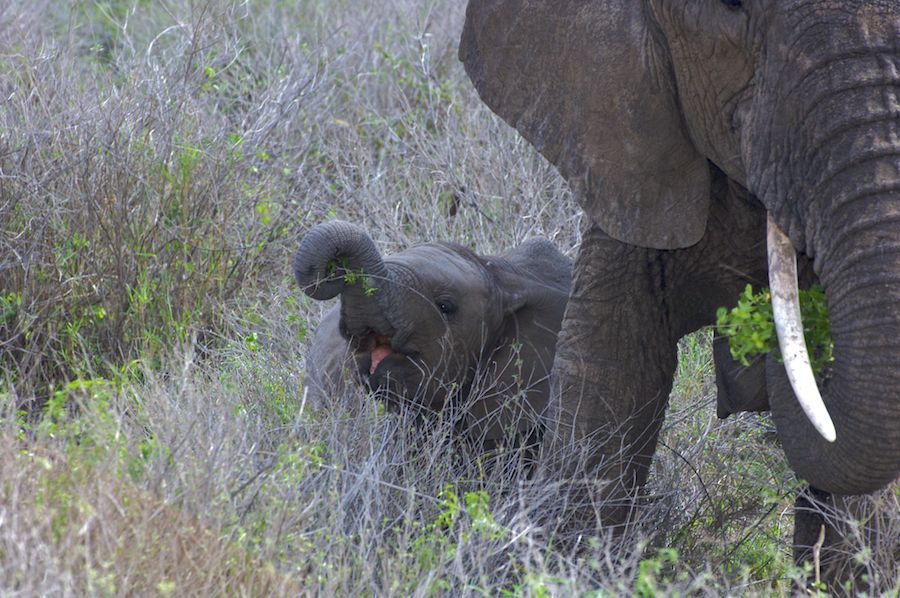 Calf behind its mum