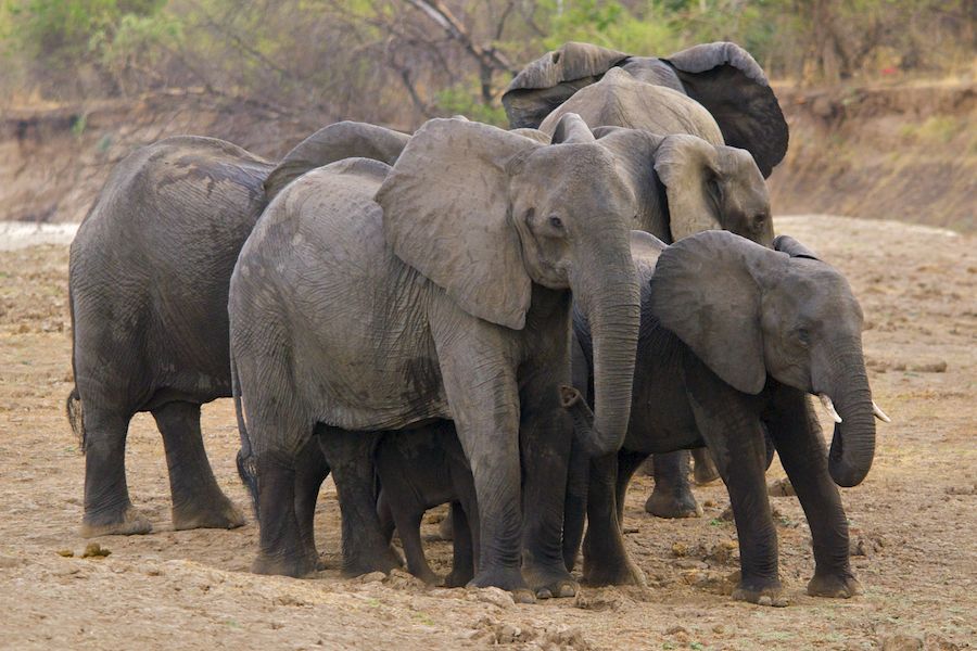 Defensive Formation