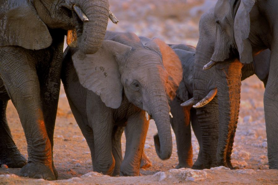 Desert Elephant