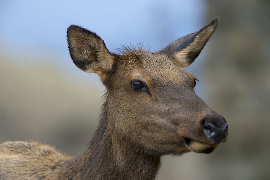 Elk Belle