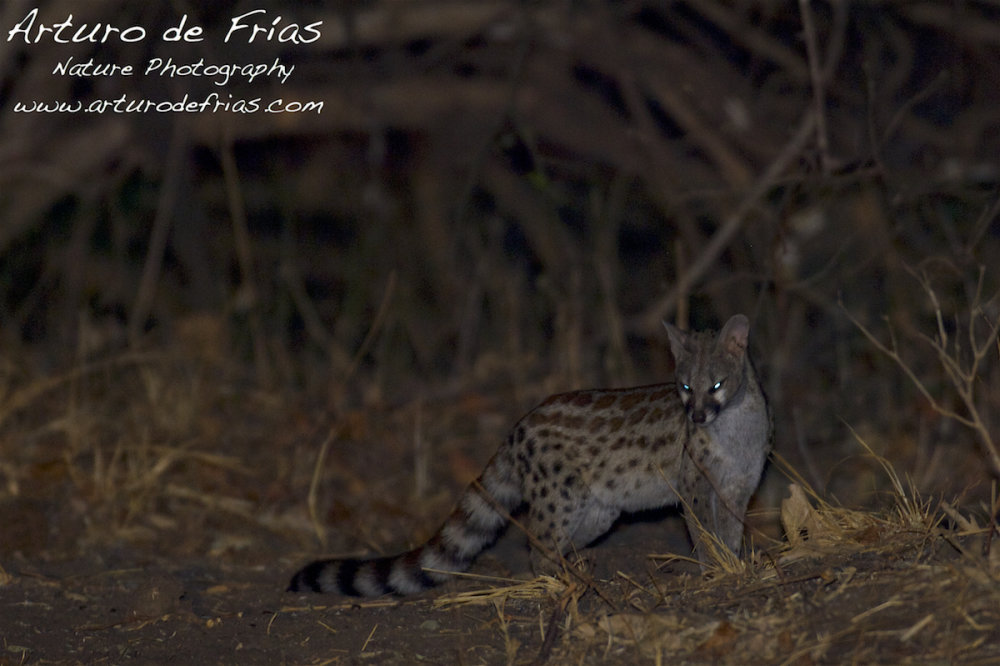 Rusty-Spotted Genet