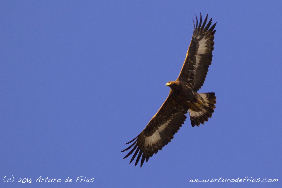 Golden Eagle Juvenile