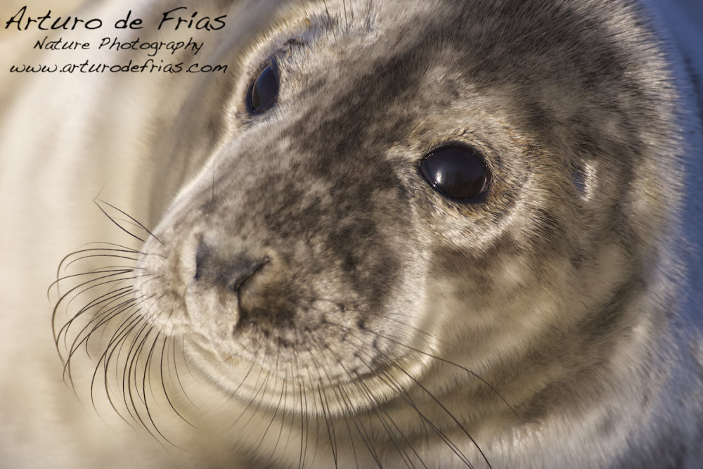 Grey Seal pup