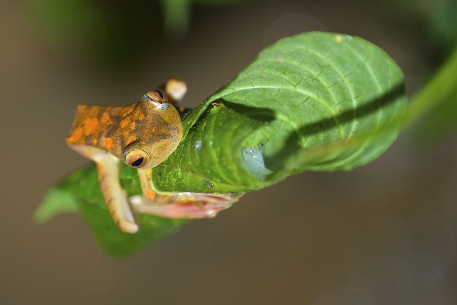 Female and Eggs