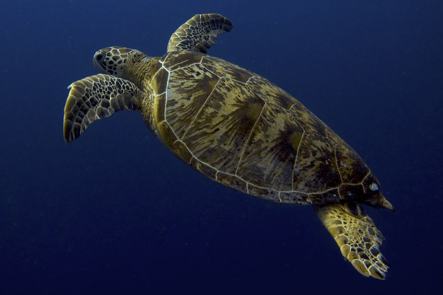 Green Sea Turtle