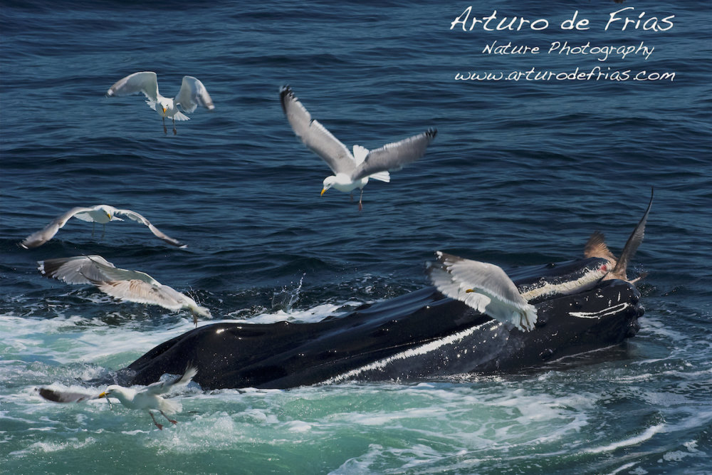 Whale vs. gull