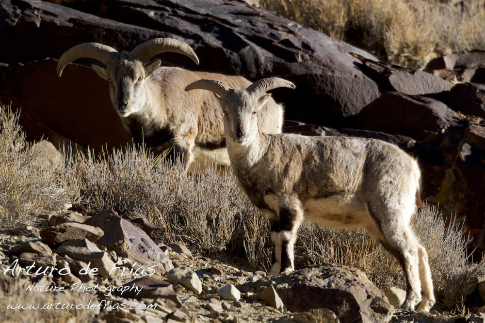 Two Bharal Males