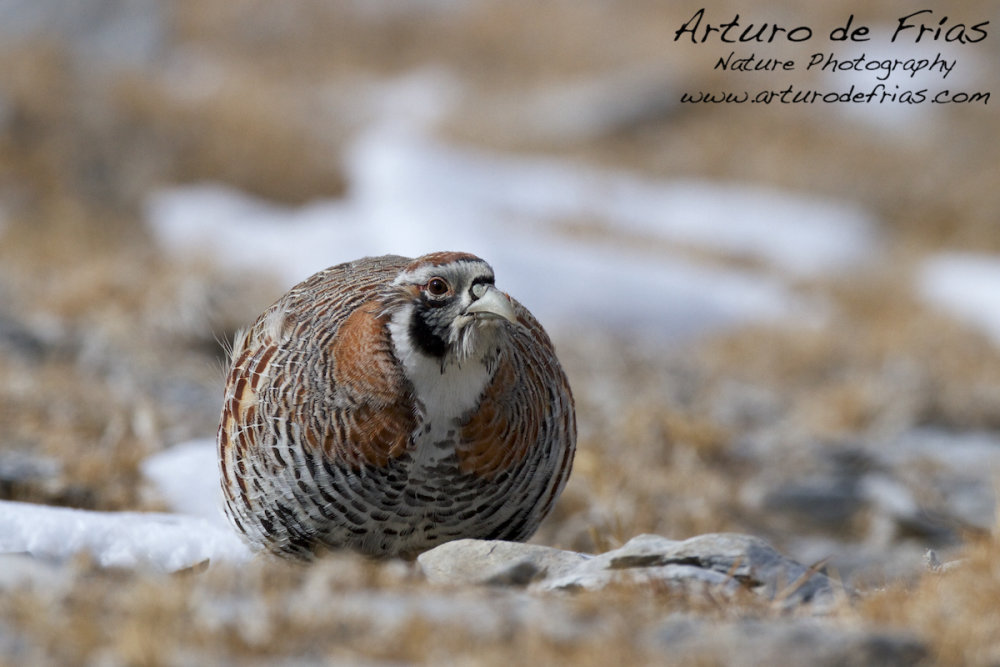 Tibetan Partridge