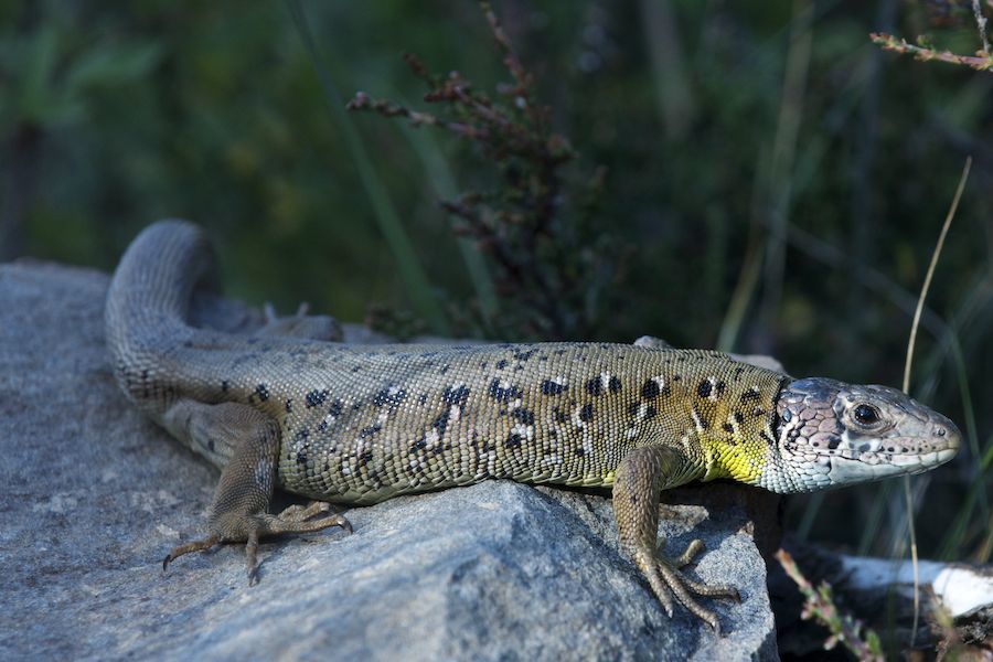 Ocellated Lizard