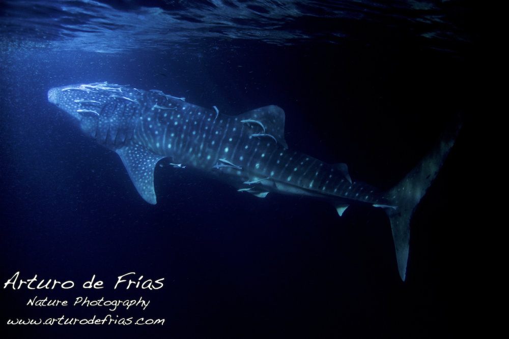 Whale Shark