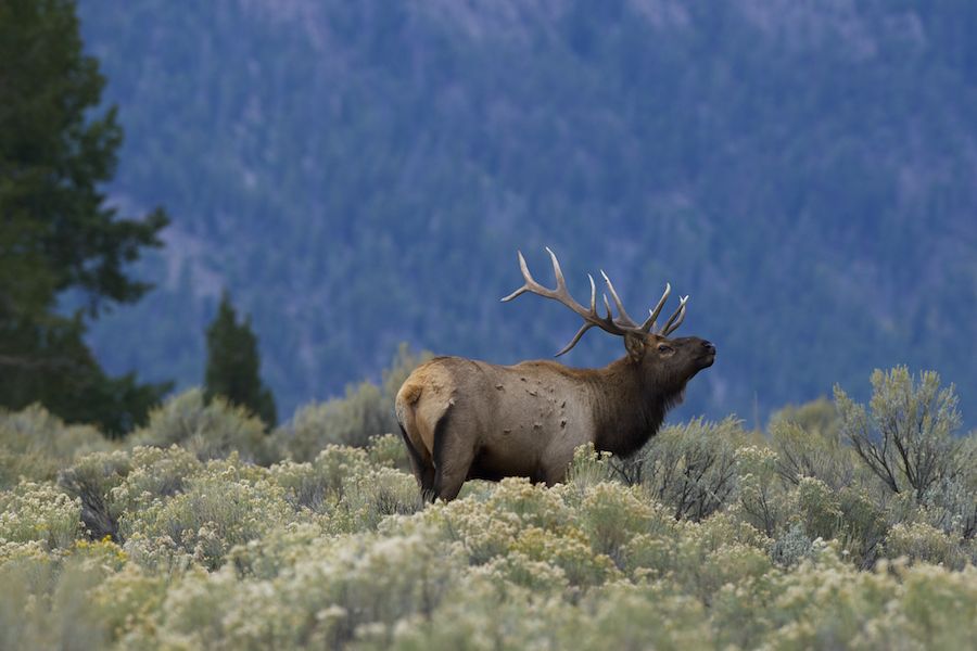 Male Elk during the Rut