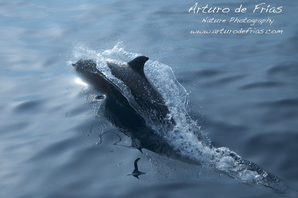Bottlenose Dolphin