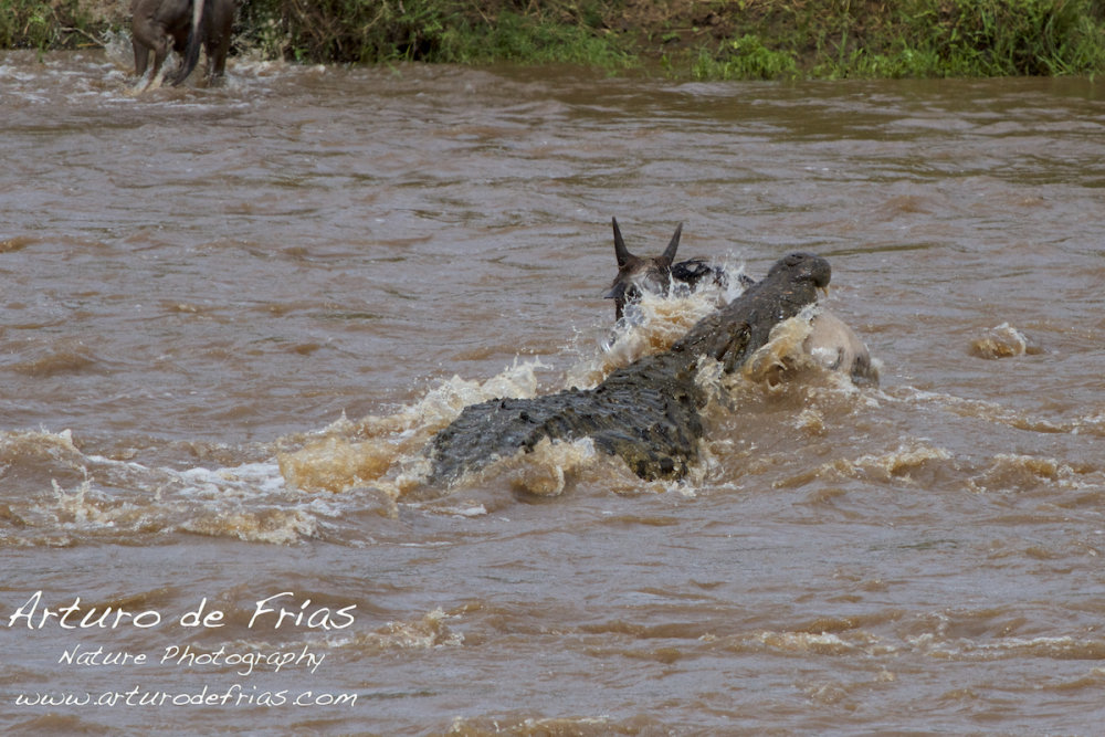 Crocodile Attack 3