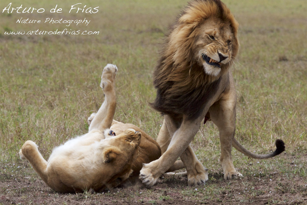 Lions Mating 2