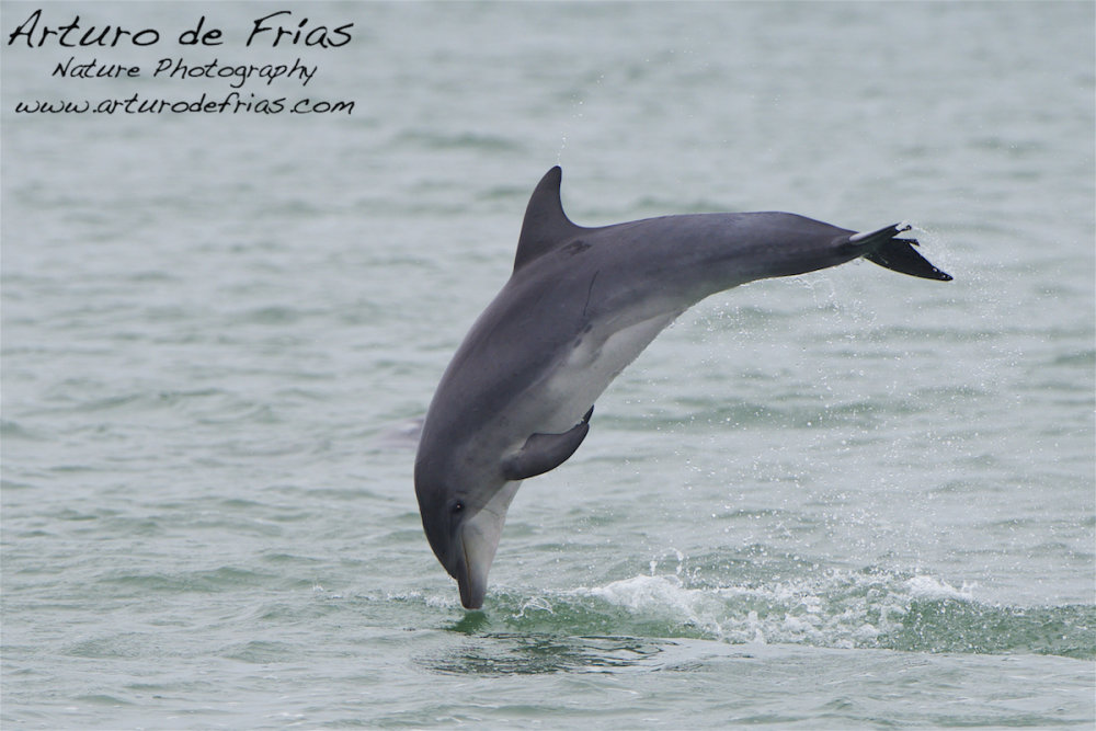 Bottlenose Dolphin Jumping