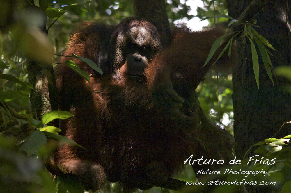 Male Orangutan