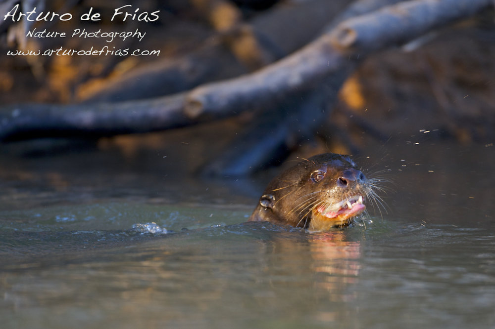 Giant Otter