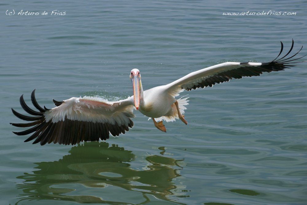 Pelican skimming