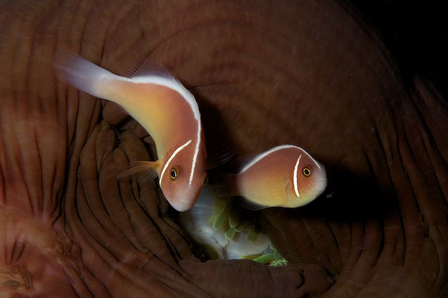 Pink Skunk Clownfish