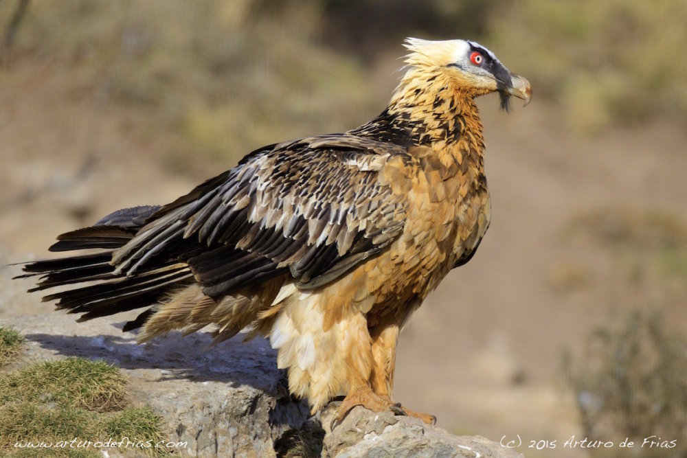 Adult Lammergeier