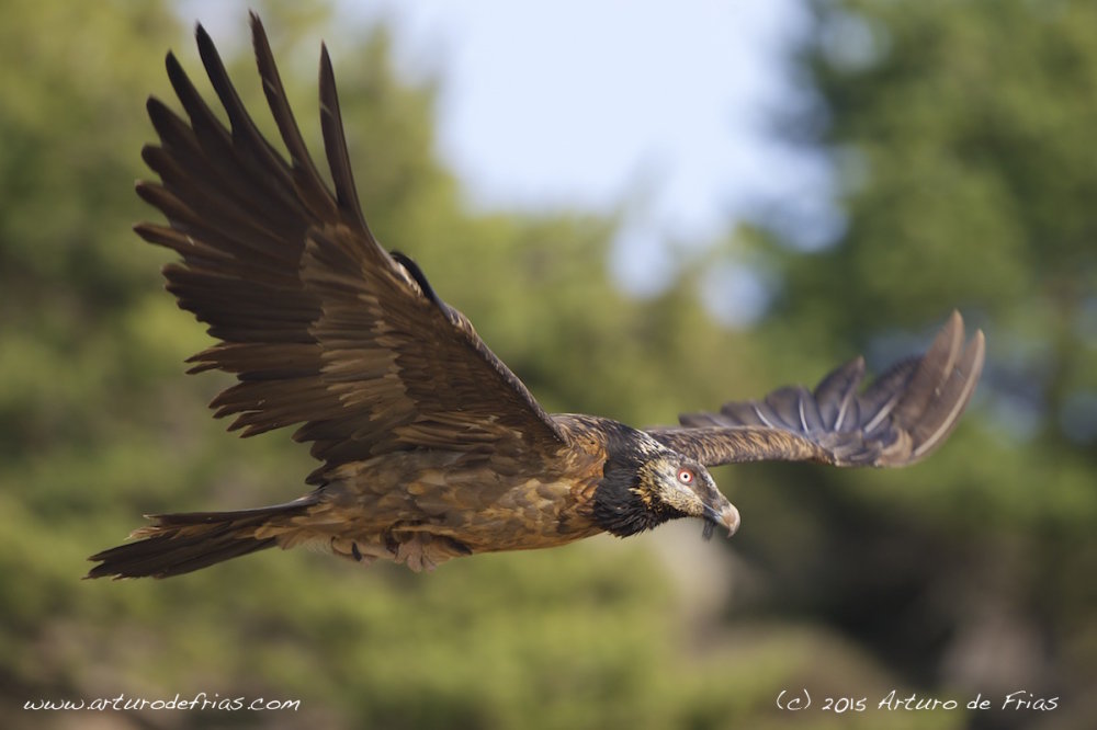 Young Lammergeier in Flight