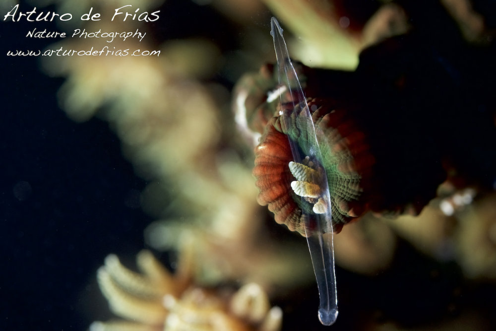 Black Sun Coral feeding