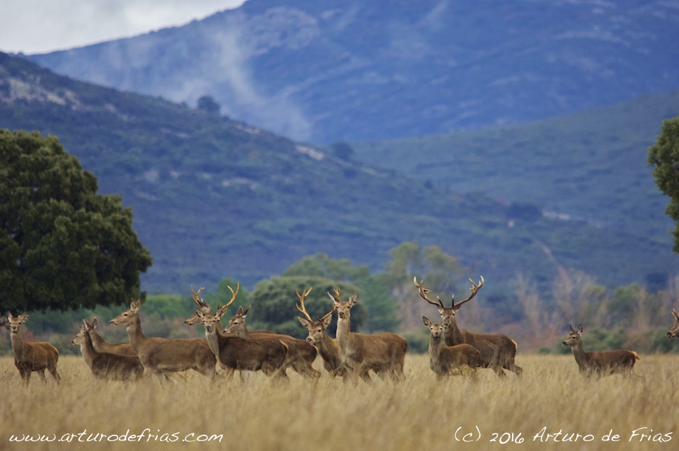Red Deer Herd