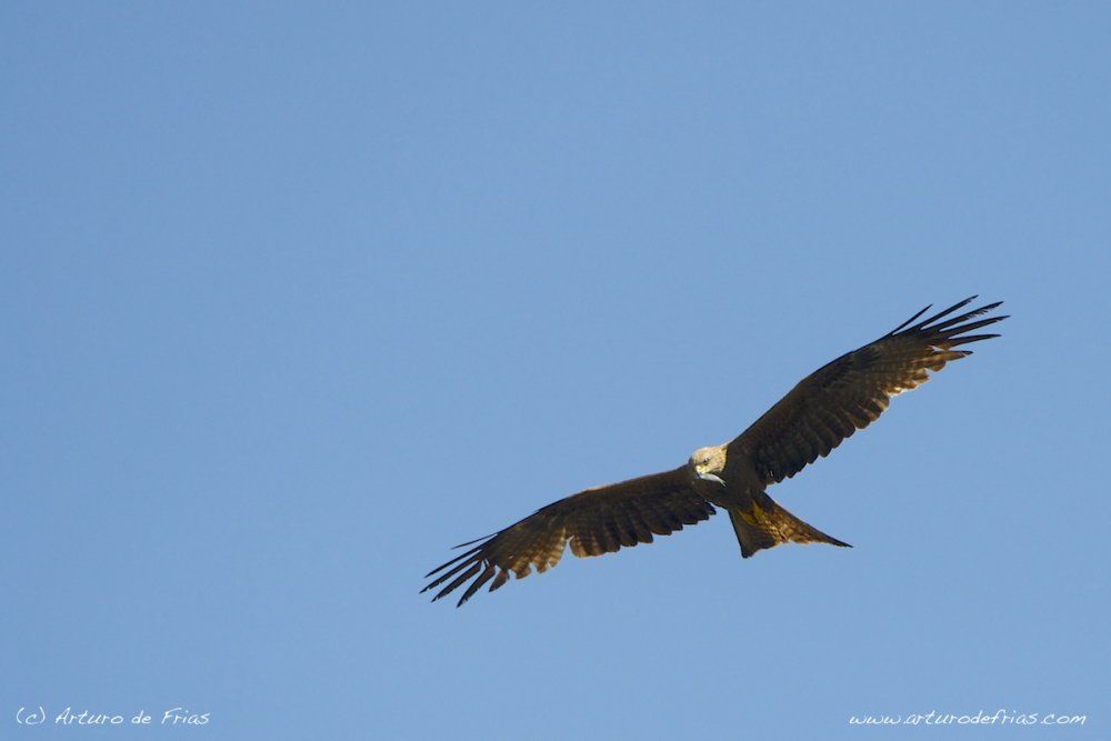 Fishing Red Kite